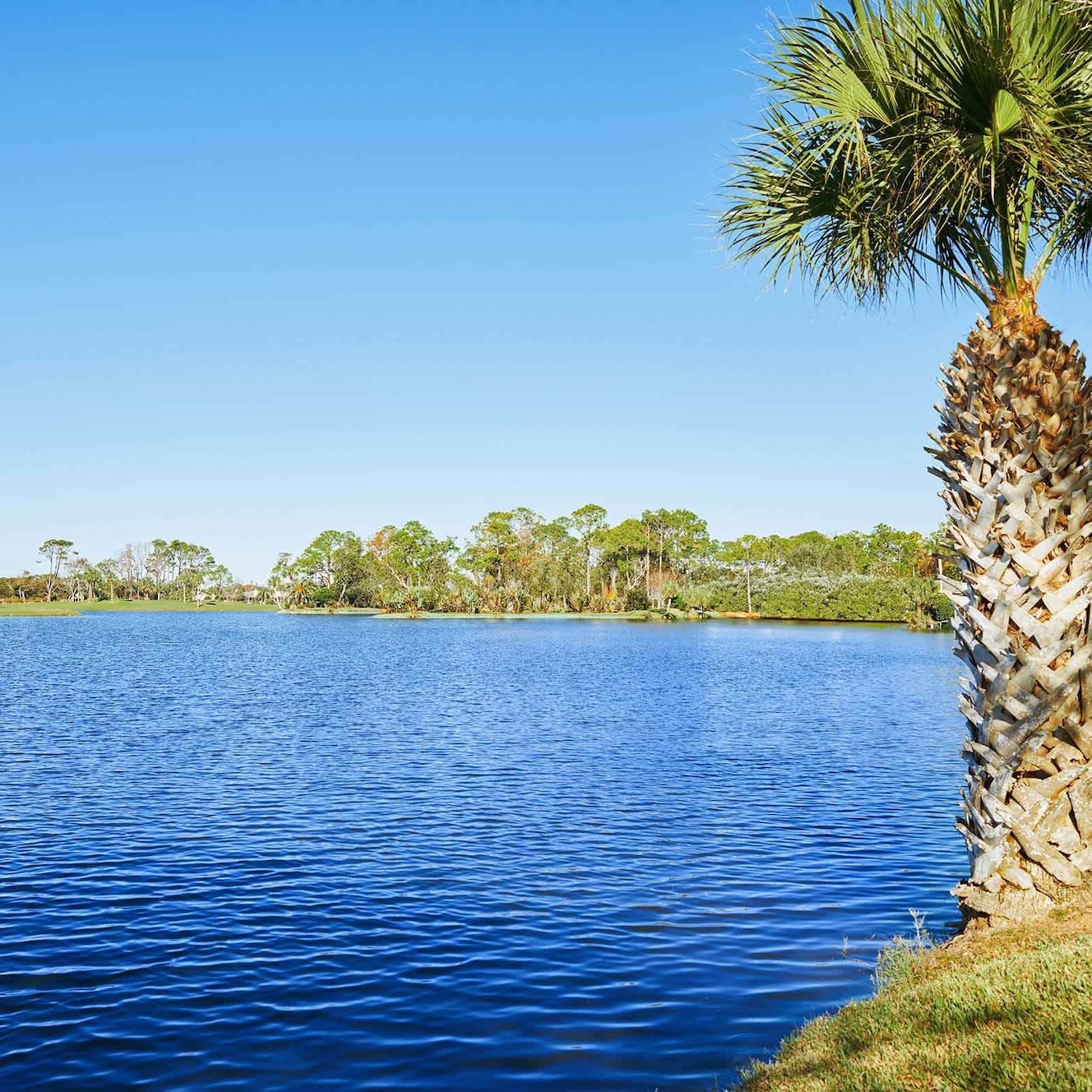 shutterstock_1791612791-1 Palm tree beside river